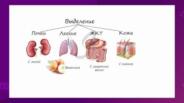 Естествознание. 6 класс. Продукты выделения организмов. Раздражители живых организмов /05.02.2021/