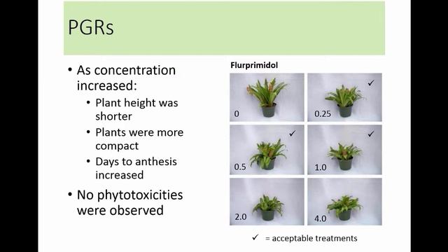 Bust the Winter Blahs with Pineapple Lily (Eucomis) смотреть онлайн