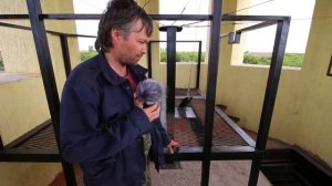 Вариант обустройства звонного яруса на примере отдельной колокольни.