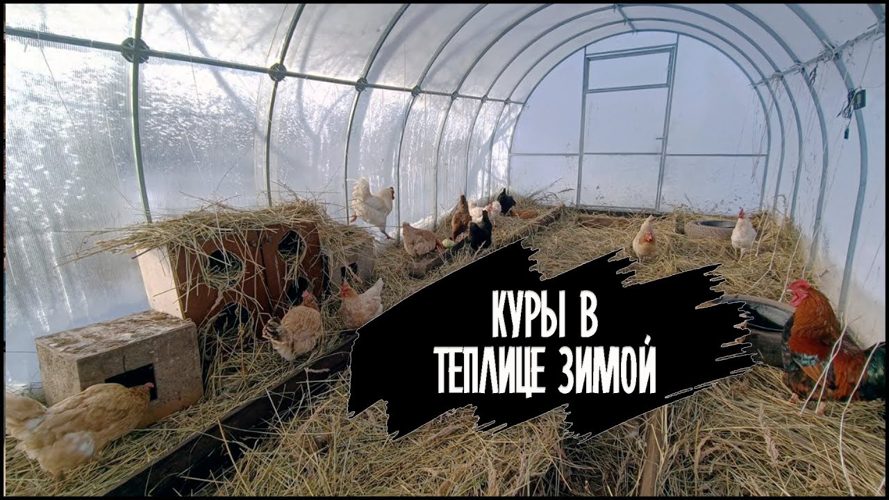 Куры в теплице зимой