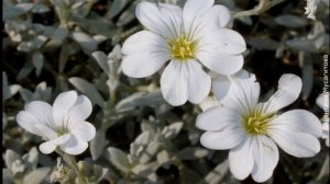 ❀ Ясколка многолетняя: популярные виды и сорта, нюансы выращивания и размножения