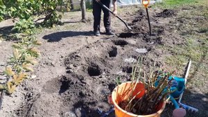 Малина МАРАВИЛЛА. Осенняя посадка.