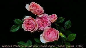 Как распускается роза Амелия Ренессанс - Amelia Renaissance (Olesen Дания, 2002)