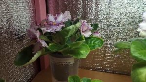 Стеллаж для фиалок: просто и дёшево! Освещение для стеллажа. Фиалки у Алисы!