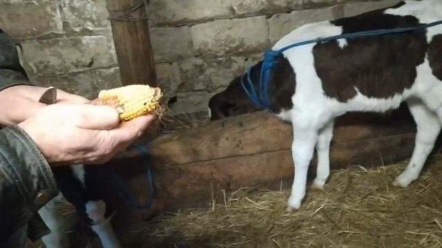 Приучаю телят к цельной кукурузе
