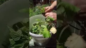 Солим маслята для длительного хранения.