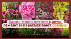 Какие многолетние цветы сажают и пересаживают осенью.??