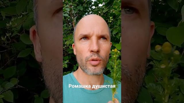 Один из самых агрессивных интродуцентов России - ромашка душистая.