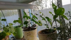 ДОМАШНИЕ ЦВЕТЫ заносим в дом. Опасно- клещ!