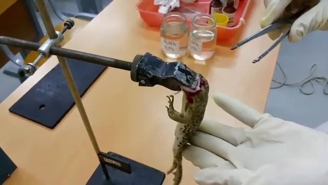 Центральное торможение спинномозговых рефлексов. Опыт И.М. Сеченова смотреть онлайн