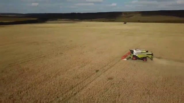 Уборка яровой пшеницы 2019. АгроТрансПорт смотреть онлайн