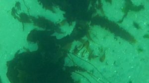 Фридайвинг и рыбалка в Баренцевом море.