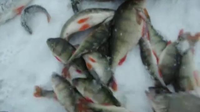 Вот это окунь!!! смотреть онлайн