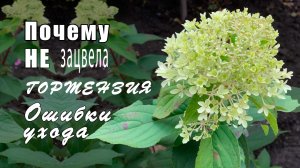 Гортензия метельчатая Royal Flower. Ошибки ухода