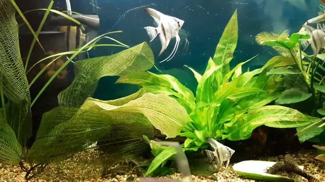 #Будни аквариума. Жизнь ампулярий.??? смотреть онлайн