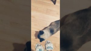 Сиамская кошка - Течка