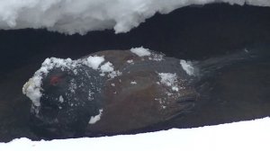 Как охотник глухаря спас...Закрытие путика, соболь, глухарь, чай на костре, молодые лайки....