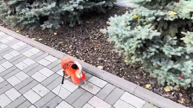 Собаки — это не вся наша жизнь, но они наполняют нашу жизнь.  Чихуахуа Мия на прогулке.