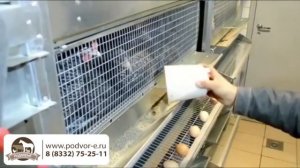 Клетка для Кур-несушек с системой пометоудаления "Комфорт"