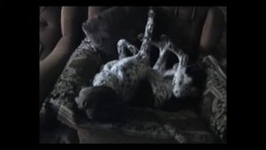 Курцхаар. Домашняя диванная жизнь