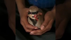 Садои Наркабки Маст 2020. Голос Куропатка (Кеклик) в Таджикистане 2020.Keklik in Tajikistan