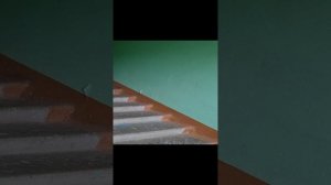 Патлатая из 48