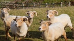 Разведение овец породы Дорсет Хорн как бизнес идея | Овцеводство | Овцы Дорсет Хорн