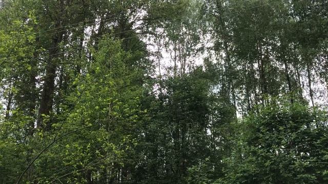 Пение птиц в Орловском полесье