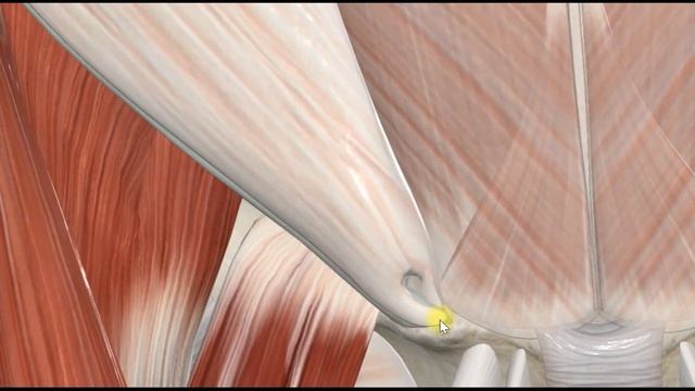 Наружная косая мышца живота (m.obliquus externus abdominis) 3D Анатомия