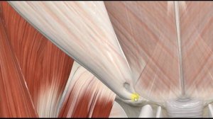 Наружная косая мышца живота (m.obliquus externus abdominis) 3D Анатомия