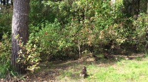 Москва. Ульяновский лесопарк. Встреча с уточками.