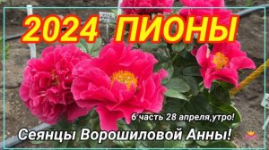 Цветение сеянцев пионов Ворошиловой А.Б. в 2024 году. Часть 6 / Сад Ворошиловой