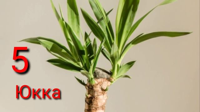 9 комнатных растений,которые достаточно поливать раз в месяц..