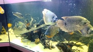 Огромный аквариум и большие рыбы