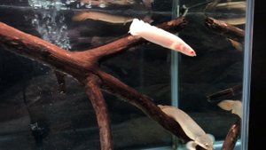 Senegal Bichir Care Guide - polypterus senegalus