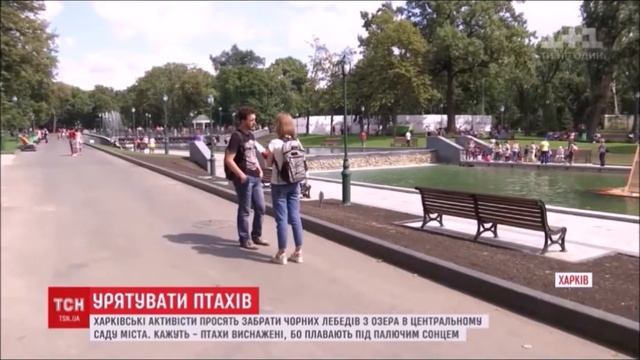Спасение птиц в Харькове ТСН1 смотреть онлайн