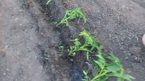 ЛУЧШИЙ СПОСОБ ПОСАДКИ ПОМИДОР! ПОМИДОРЫ БУДЕТЕ СОСЕДЯМ РАЗДАВАТЬ!!!