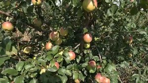 Сорт яблони Моди