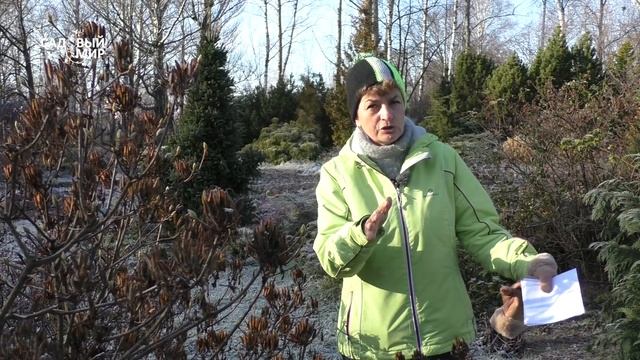 Самые красивые кустарники - из семян смотреть онлайн