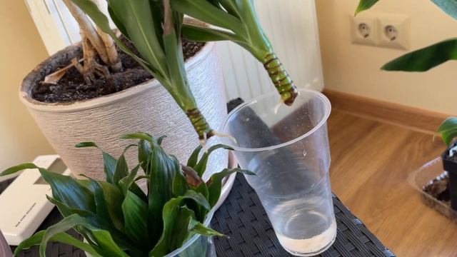 КАК укоренить драцену. Результат укоренения драцены в воде.