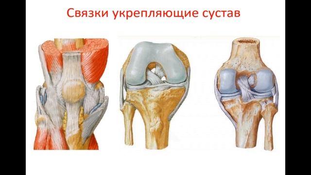 КОЛЕННЫЙ СУСТАВ. СВЯЗКИ. МЫШЦЫ ДЕЙСТВУЮЩИЕ НА СУСТАВ. КРОВОСНАБЖЕНИЕ.