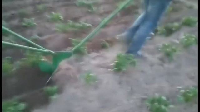 Окучивание картофеля плугом. Potato people смотреть онлайн