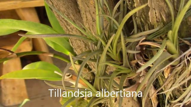 10 Tillandsia Impressions смотреть онлайн