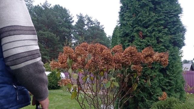 Как подготовить метельчатые гортензии к зиме. смотреть онлайн