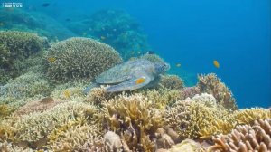 4K Stunning Underwater Wonders of the Red Sea - Colorful Coral Reef Inhabitants (4K VIDEO ULTRA HD)