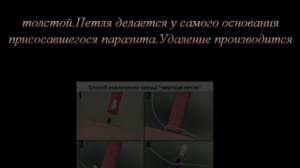 Как вытащить клеща