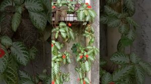 Episcia varities