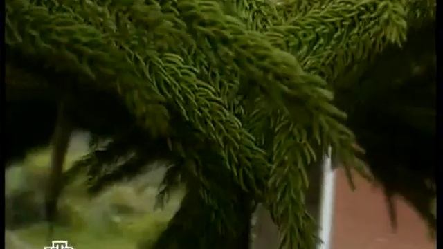 Джакарта Индонезия Путешествия натуралиста