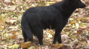 Проверка китайского отпугивателя собак