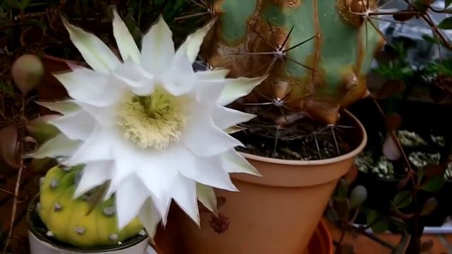 My Echinopsis subdenudata Cactus plant - Sea Urchin Cactus in flower